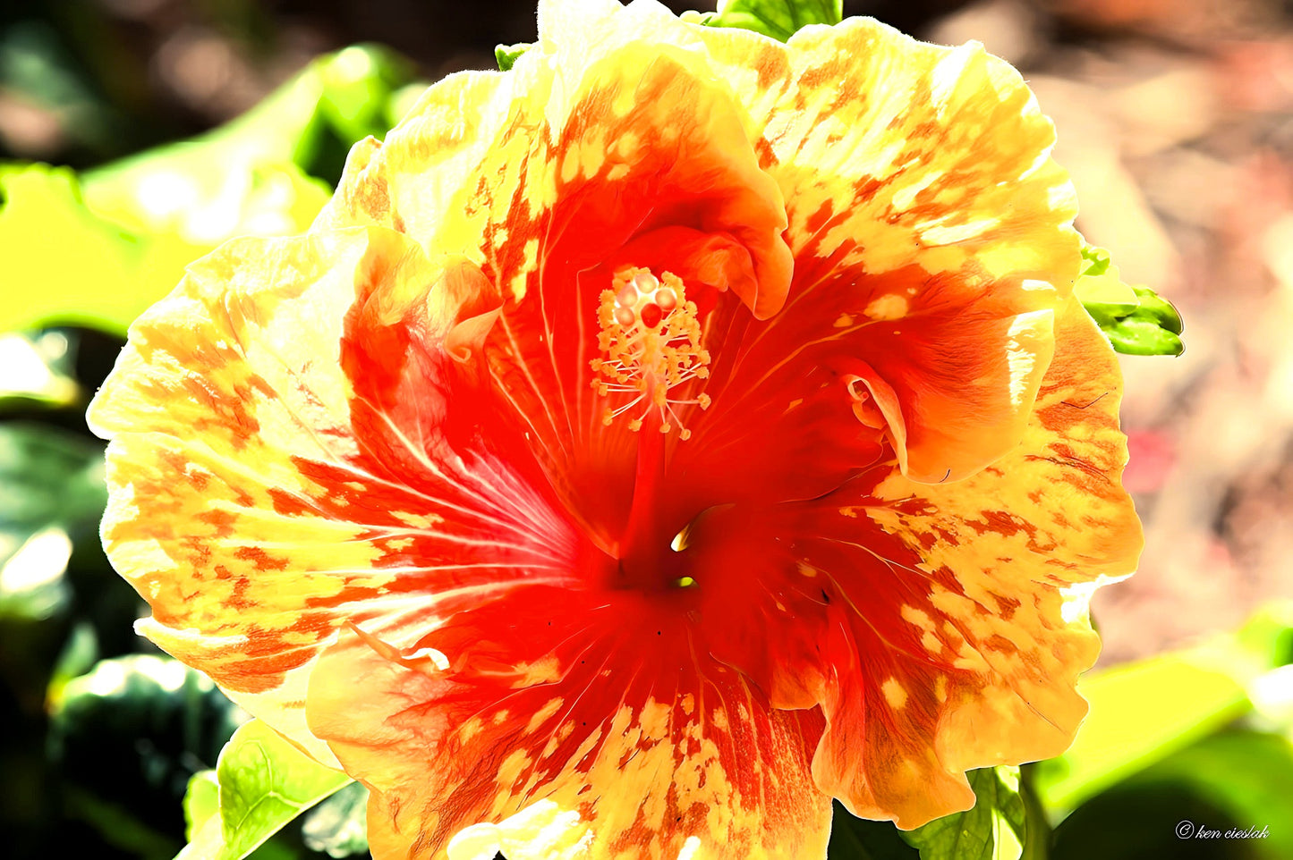 Garden Flower