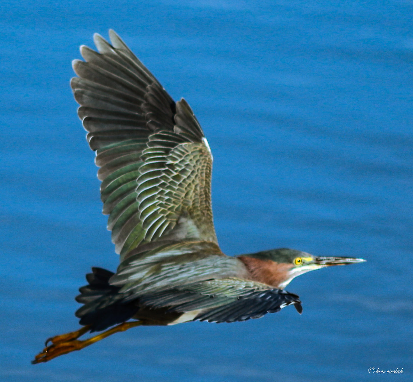 In Flight [Print & Digital]